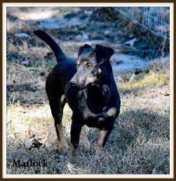 Matlock, a Black Male Hunt Terrier