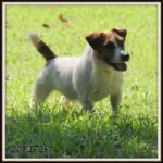 Peanuts, a Male Short Legged Jack Russell Terrier