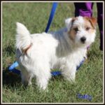 Long Haired Male Jack Russell Terrier named Scotty