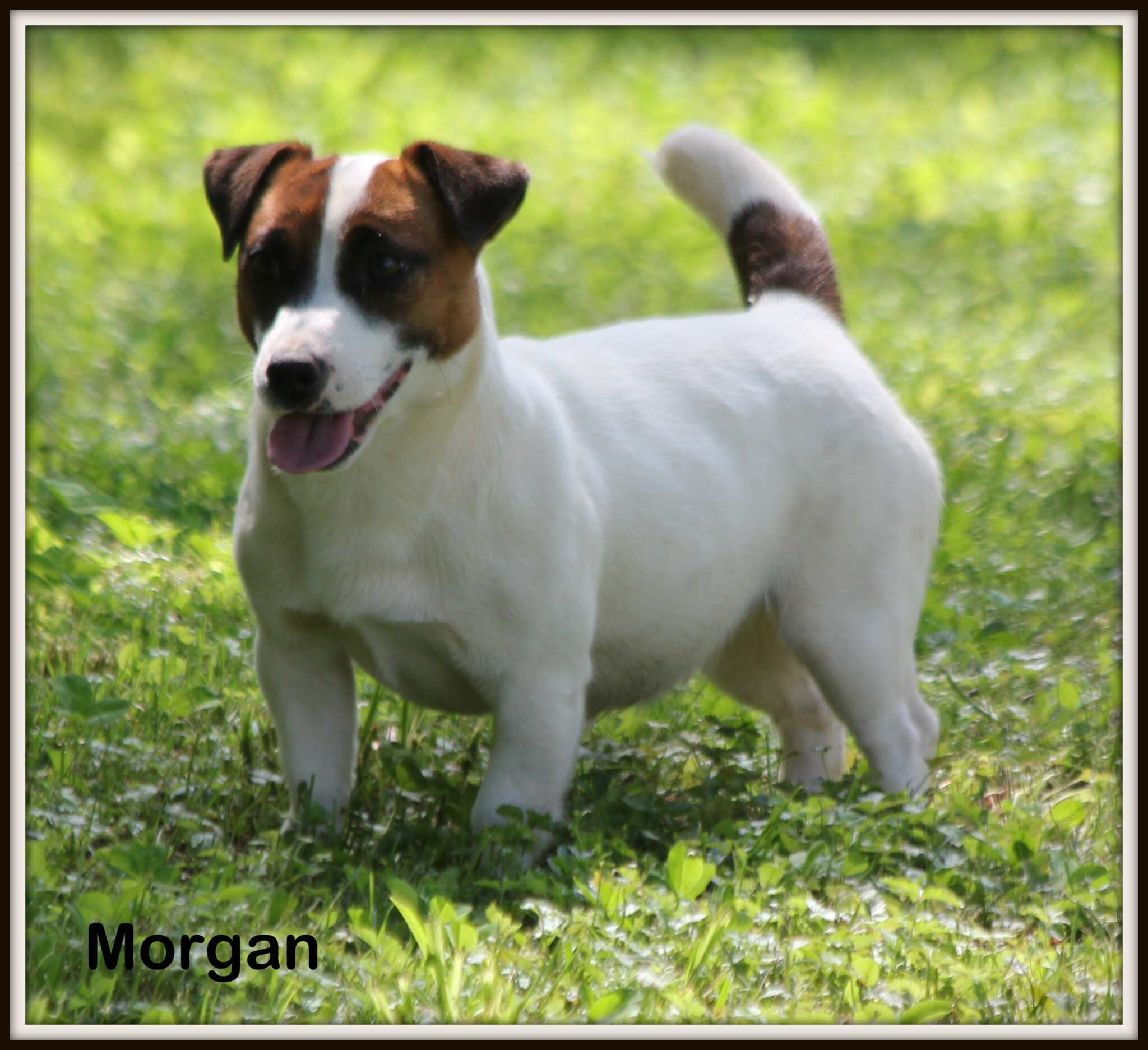 Jack Russells For Sale in Louisiana Russellville Farms