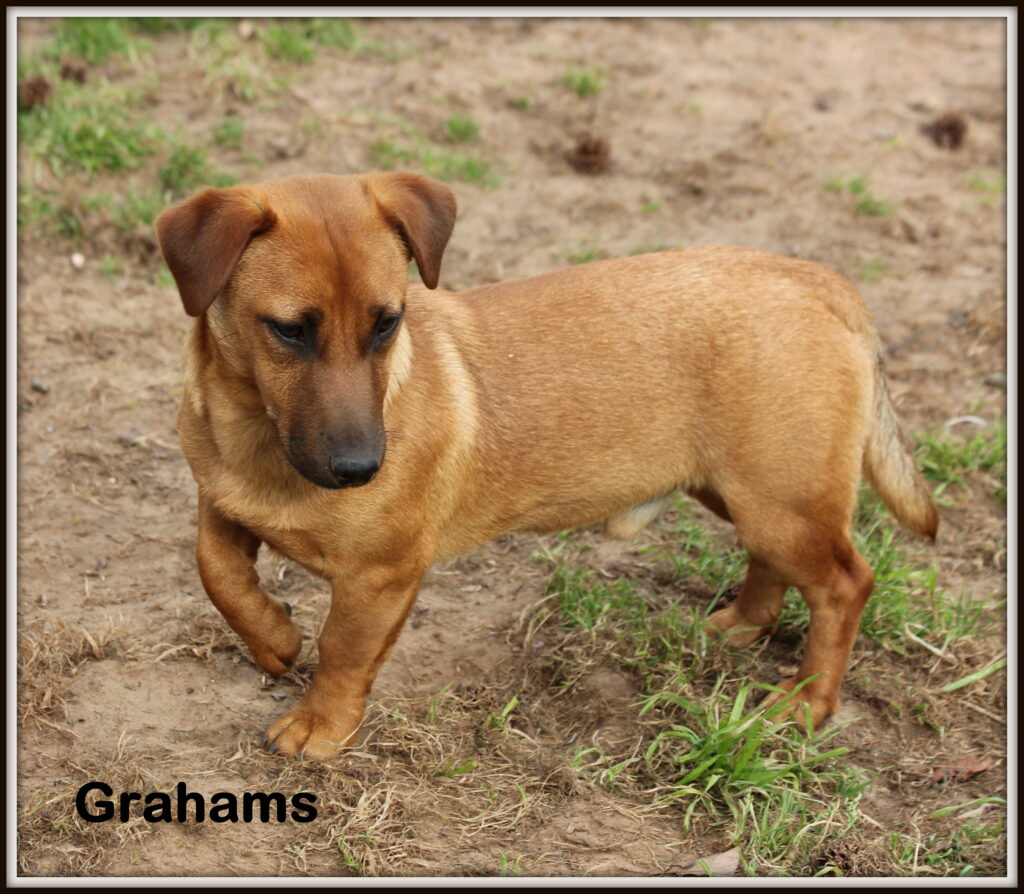 Grahams, a Brown Jack Russell Terrier
