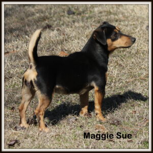 Hunt Terrier Named Maggie Sue by Russellville Farms
