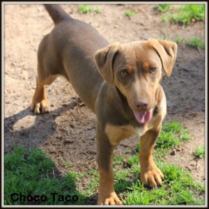 Hunt Terrier Named Choco Taco by Russellville Farms