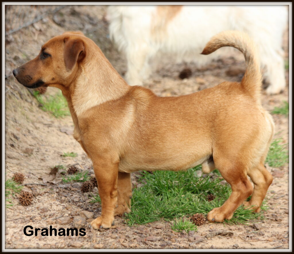 Grahams, a Brown Jack Russell Terrier