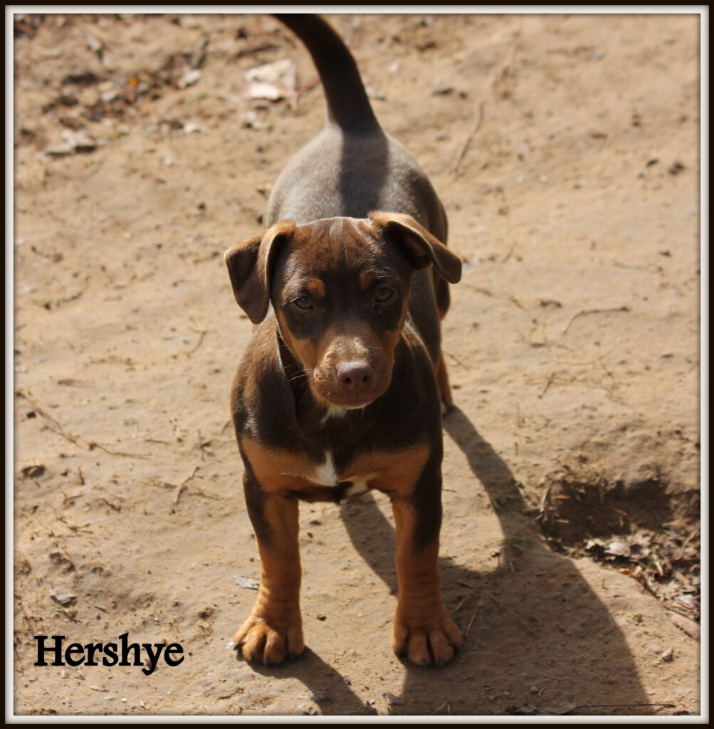 Female Jack Russell Terrier named Hershye