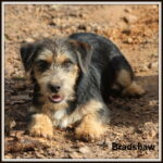 Hunt Terrier Named Bradshaw by Russellville Farms