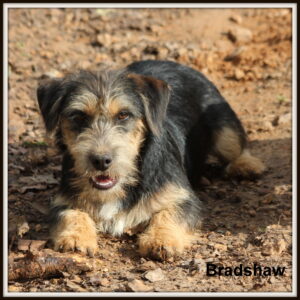 Hunt Terrier Named Bradshaw by Russellville Farms