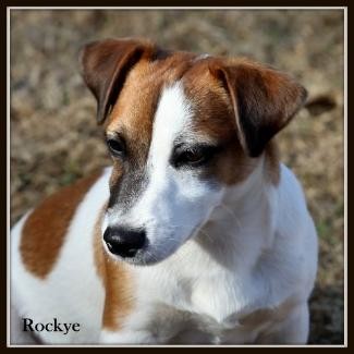 Jack Russell Terrier Named Rockye by Russellville Farms