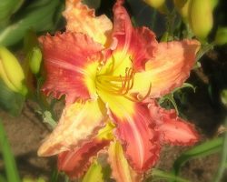 day lily at russellville farms