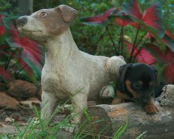 jack russell image in yard
