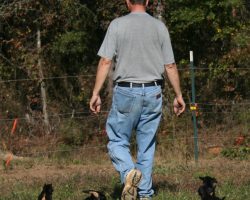 jim and hunt terrier litter