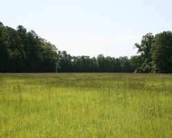 hay field at russellville farms jack russells