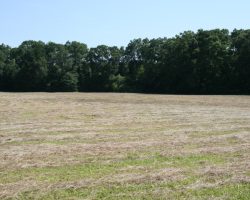 cut hay at russellville jacks