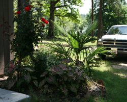 Russellville Farms flowers