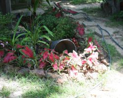 russellville jacks, caladiums