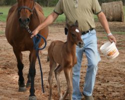 foal born at russellville farms