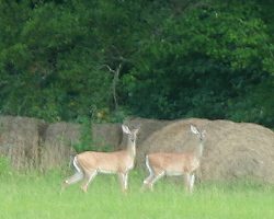 deer at russellville jacks
