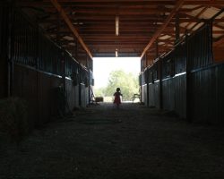 breanna in barn at russellville jack russells