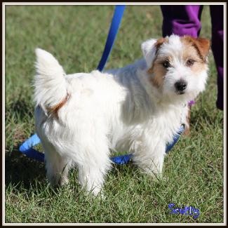 Scotty male rough coat jack russell terrier